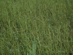 Bean field hail damage 08-23-2006