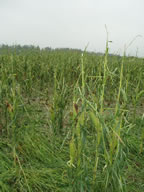 Corn hail damage 08-23-2006