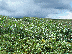 tornado path in corn image