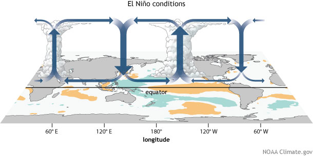 El Niño’s warmer-than-average surface water alters this circulation by bringing more rainfall and convection to the central and eastern Pacific. The trade winds weaken, which allows the surface to warm further, allows warmer water to slosh back eastward, and reinforces the El Niño sea surface temperature pattern. This is the critical feedback mechanism indicative of El Niño.