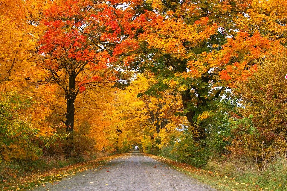 Why Do Leaves Change Colors?