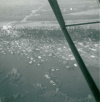 This is the first of six pictures that Walter Christian took from the front seat of a Piper Cub piloted by Harry Sparks (John Deere dealer from Plainview, MN).  These pictures are of the city of Wabasha, MN and Sand Prairie (just south of Wabasha).