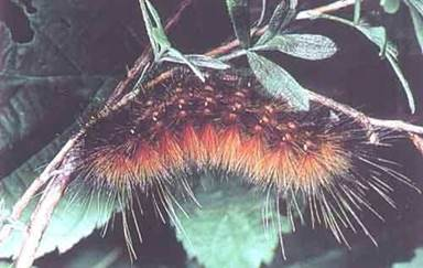 According to folklore, someone would assume a mild upcoming winter from seeing the caterpillar above, but in actuality this is a Yellow Bear Caterpillar (Spilosama virginica).  This caterpillar always looks like this regardless of what happens during the upcoming winter.  It is found across the United States, Canada, and Eastern Mexico.  This picture came from Wagner, David L., Valerie Giles, Richard C. Reardon, and Michael L. McManus.  1997.  Caterpillars of Eastern Forests.  U.S. Department of Agriculture, Forest Service, Forest Health Technology Enterprise Team, Morgantown, West Virginia.  FHTET-96-34. 113 pp.  Jamestown, ND: Northern Prairie Wildlife Research Center Home Page.  