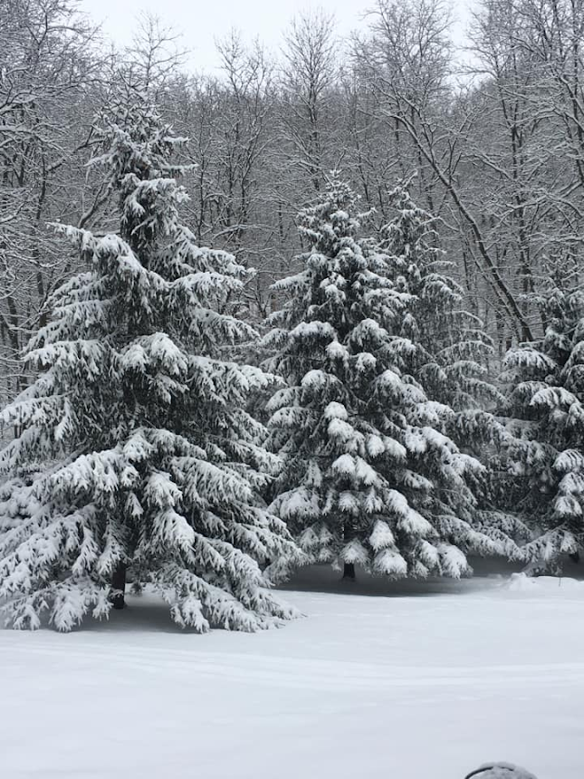 Rushford MN snowy trees
