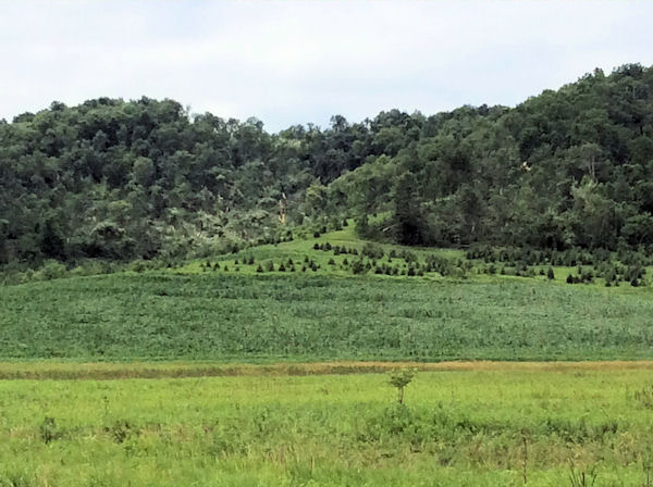 tornado damage