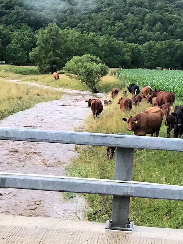 Flooding along County P in Vernon County (Heather L. Euler)