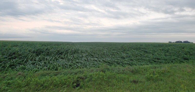 Damage in corn field
