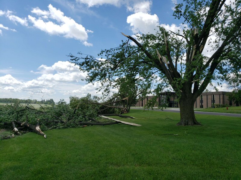 tree damage
