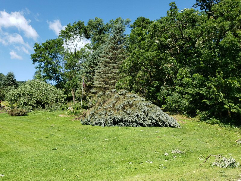 Tree damage