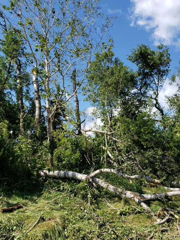 tree damage