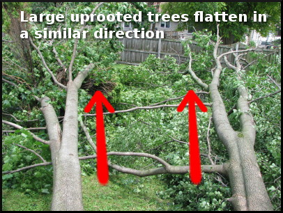 Large uprooted trees flatten in a similar direction.