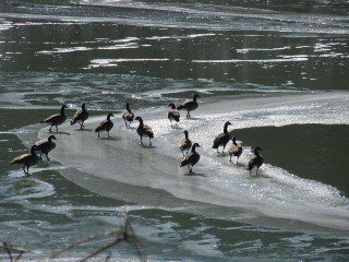River ice with geese.