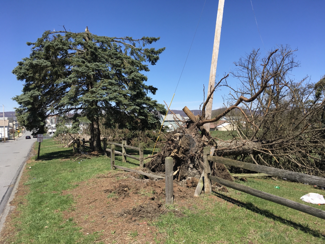 Tree down, pole damage. Scranton PA area.