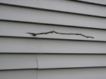 Branch stuck into wall of house.