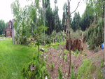 Tree damage near Parksville, NY