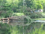Trees down in Reading, NY area.