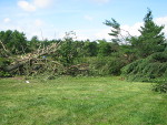 Trees down in Reading, NY area.