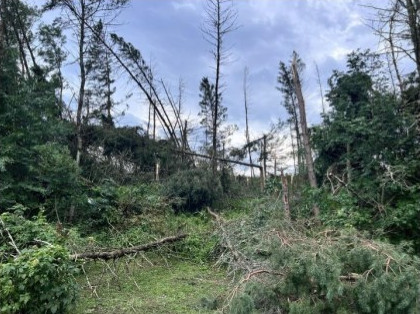 Trees down.