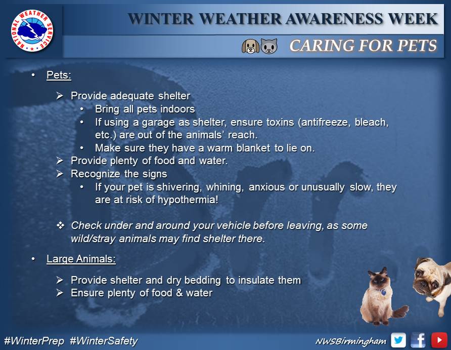 Winter Safety for Pets