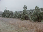 trees down in randolph county