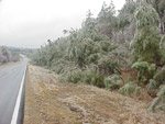 trees down in randolph county