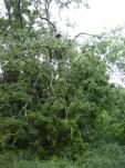 Montgomery Co. Damage