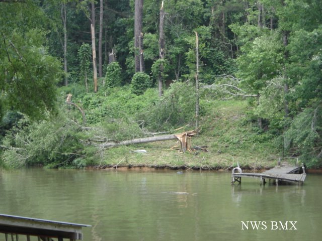 tree damage