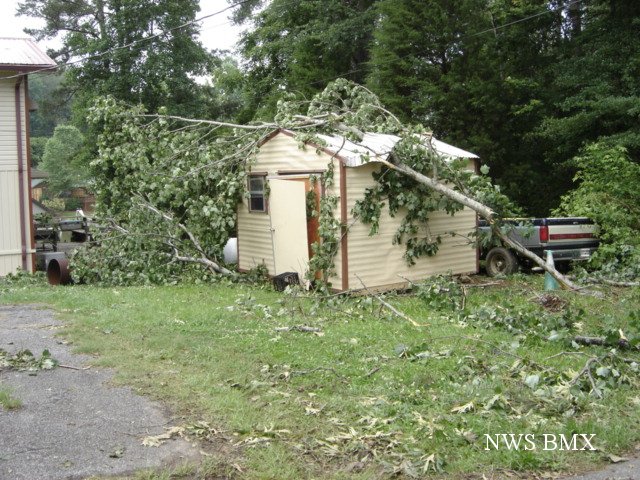 Tree falls on shed