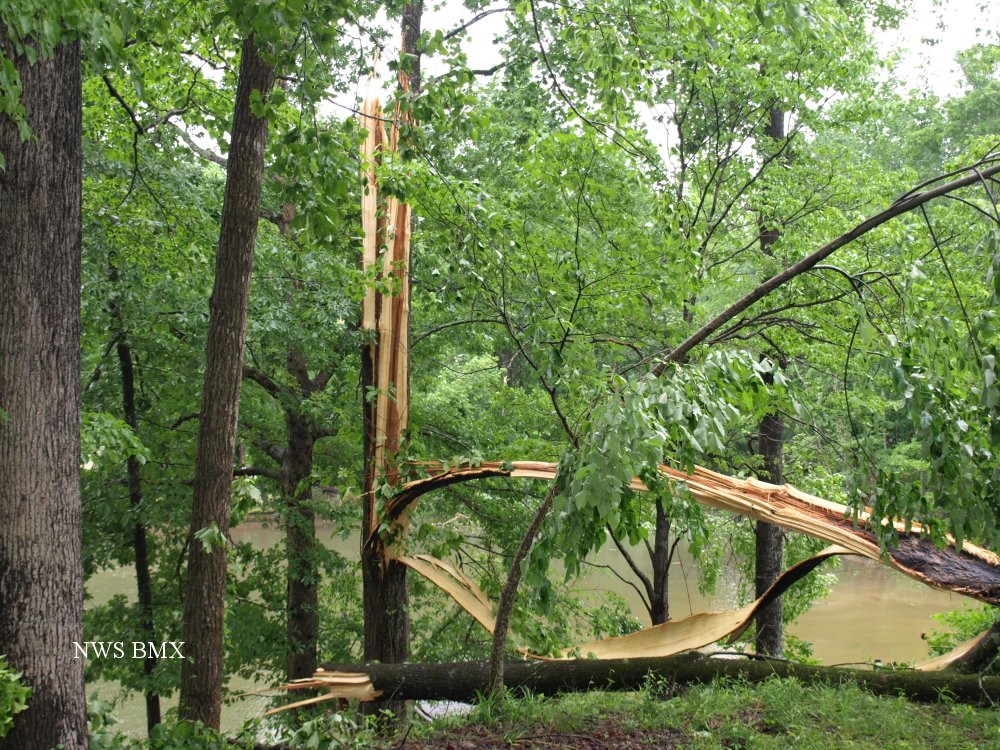 tree damage