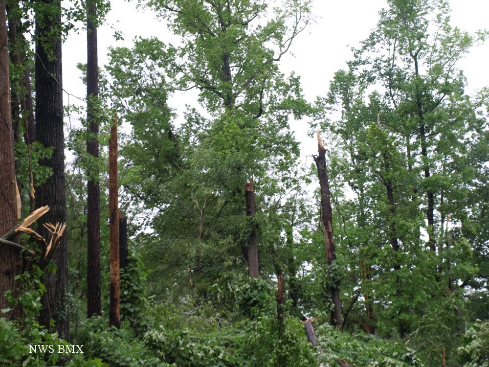 tree damage