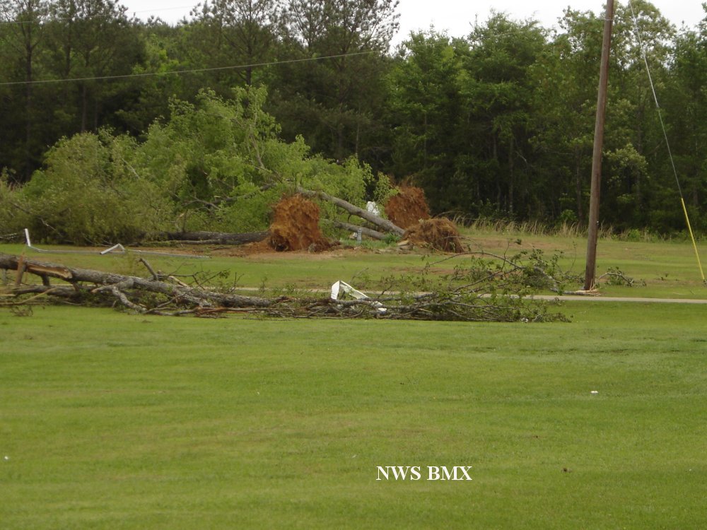 Tree Damage and Debris