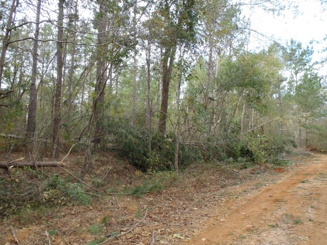 Storm Damage Image