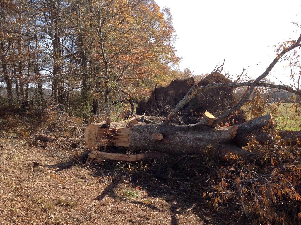 Storm Damage Image