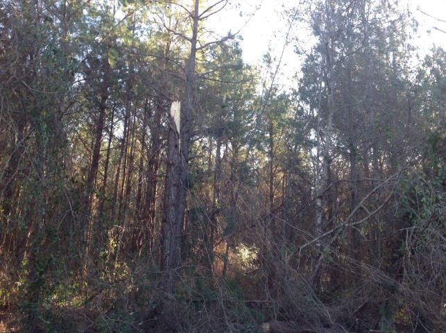 Storm Damage Image