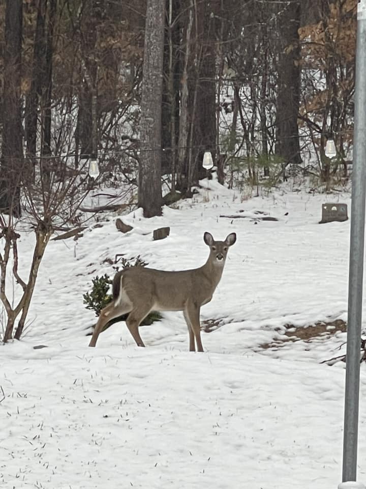 Snow Photo