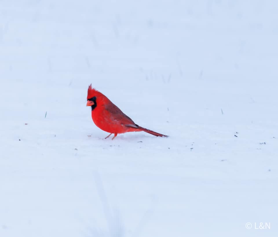 Snow Photo
