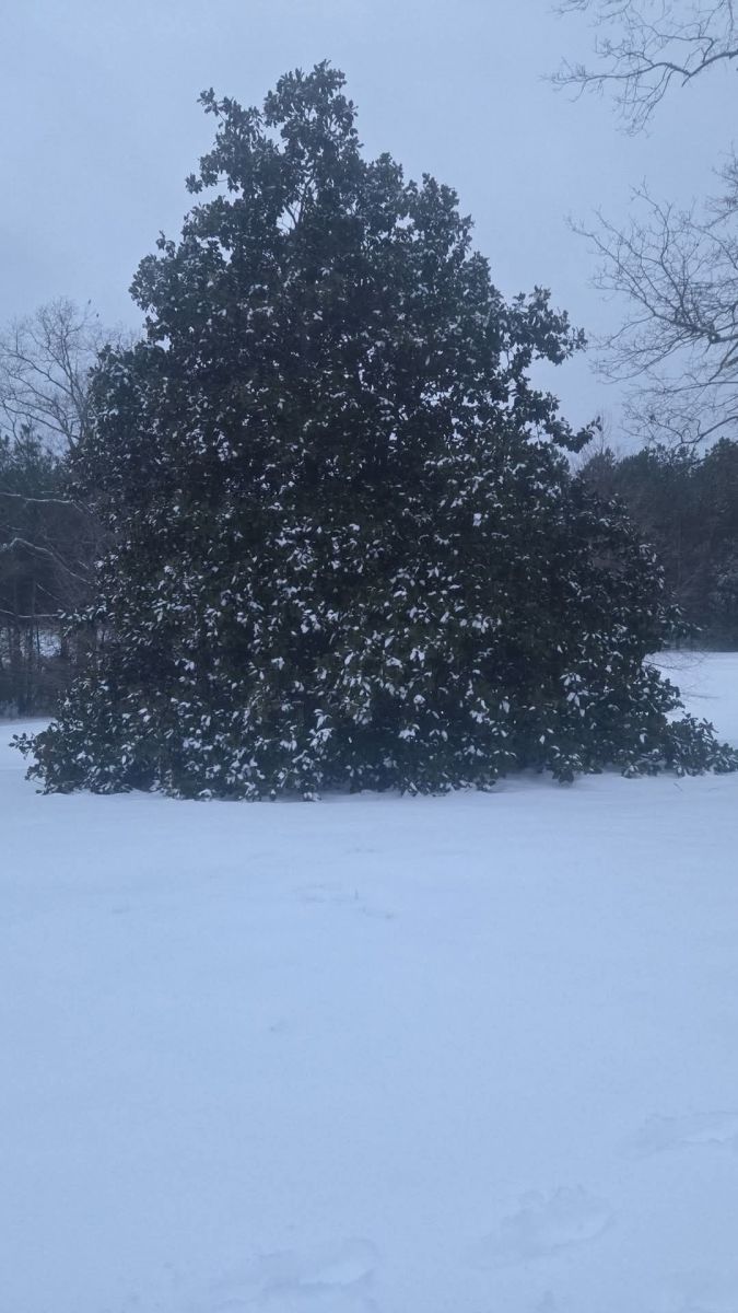 Snow Photo