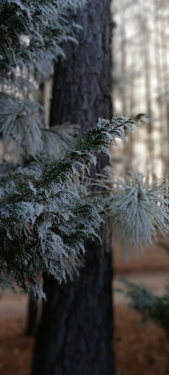 Snow Photo