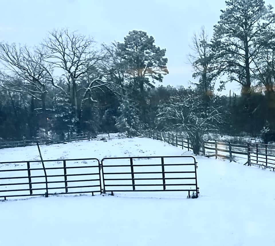 Snow Photo