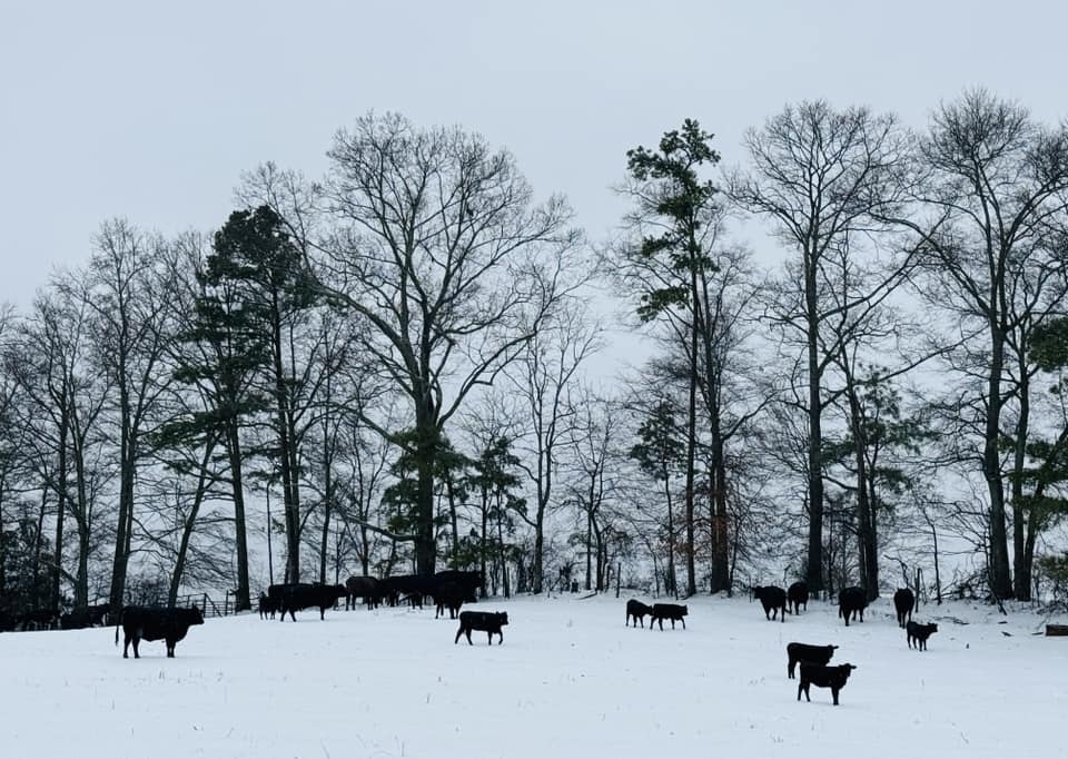 Snow Photo