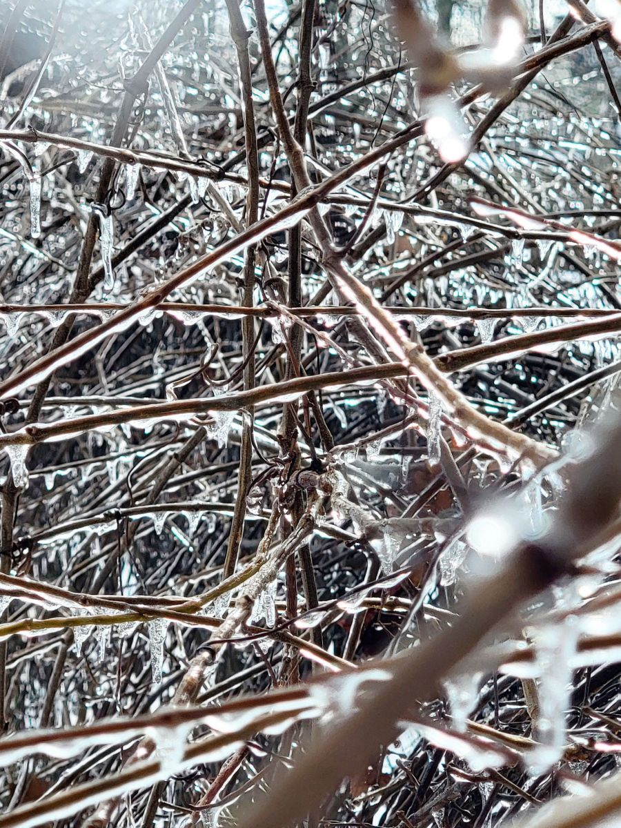 Ice Photo