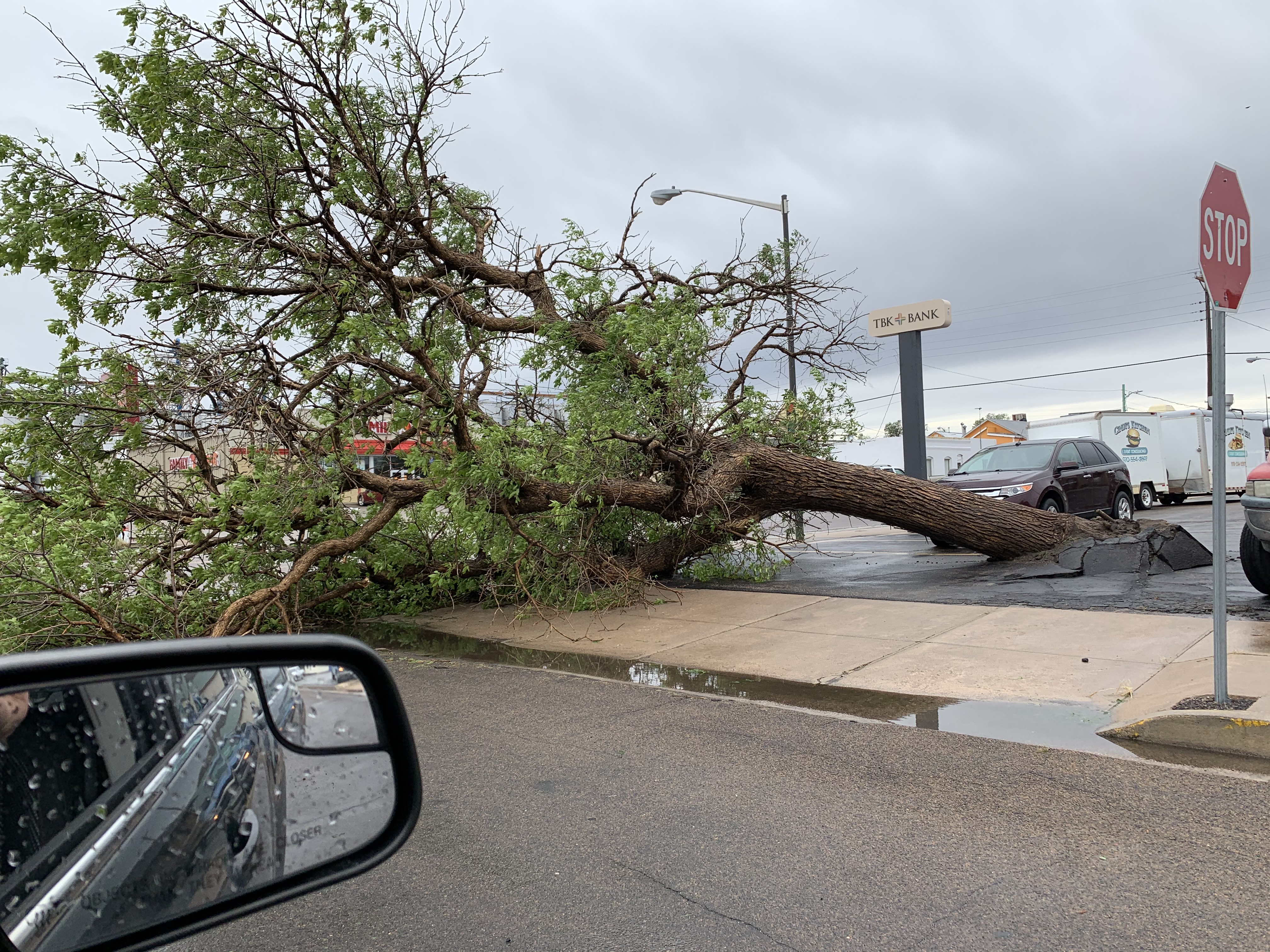Tree blown down, Akron CO June 9 2020