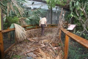 Numerous palm fronds down at Gladys Porter Zoo (click to enlarge)