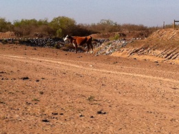 Photo thin cow on a dusty plain, 4 miles north of the Port of Brownsville, June 18th 2011 (click to enlarge)