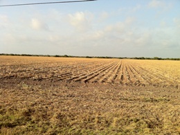 Photo of a dead corn field near Los Fresnos, June 21st, 2011 (click to enlarge)