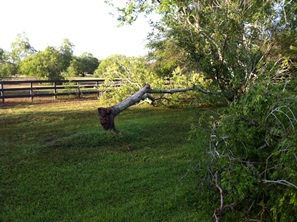 Uprooted tree from wind gusts estimated to be 60 mph or higher in Bayview, TX, on May 28, 2014 (click to enlarge)