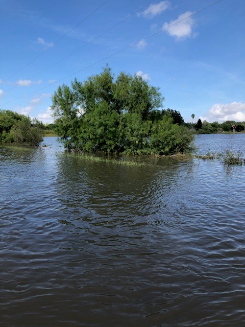 Resaca overflowing on N. Vermillion Ave. in Brownsville, less than a mile north of SR 4 (Boca Chica Blvd.)