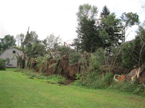 NWS storm survey - Mayville - Multiple trees down in a row with topped trees in the background.