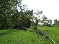 Although tree damage was noted upstream, these trees exhibited damage due to rotation.