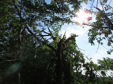 These trees were twisted and snapped rather than blown over. 